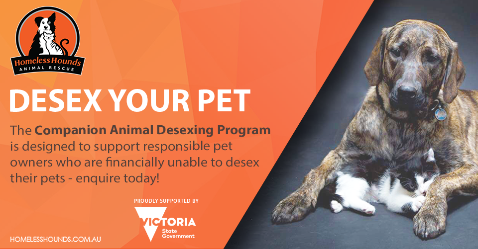 Desex Your Pet | Homeless Hounds Animal Rescue